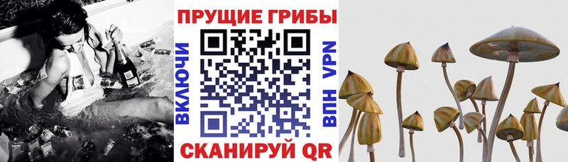 Псилоцибиновые грибы прущие грибы  Знаменск 
